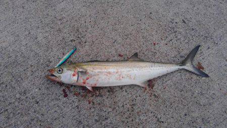 サゴシ釣れました