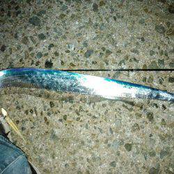 初めての明石一文字