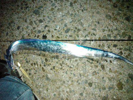 初めての明石一文字