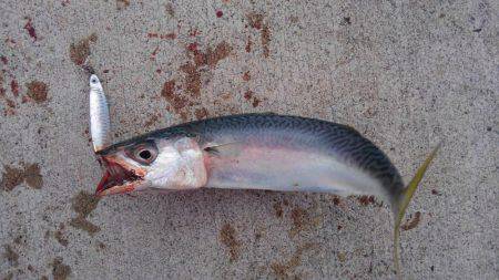 サバ釣れました