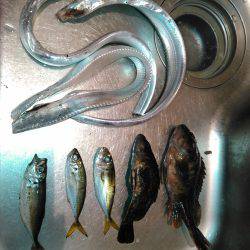 タチウオ&アジング