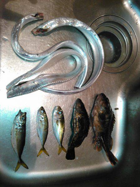 タチウオ&アジング