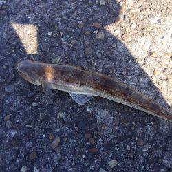 のませのはずが…