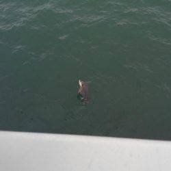 だめだめでしたー