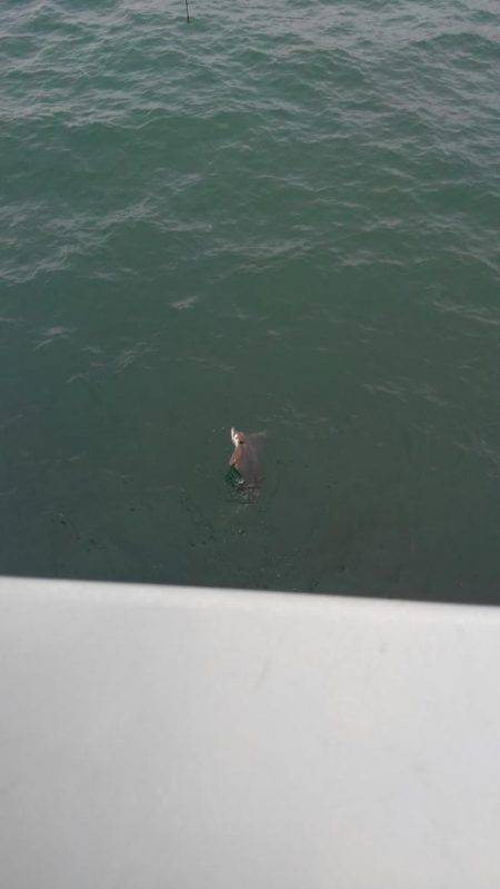 だめだめでしたー