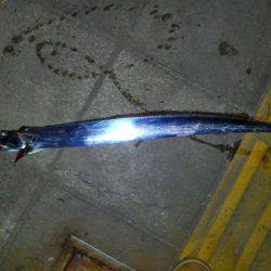 タチウオ遊び♪