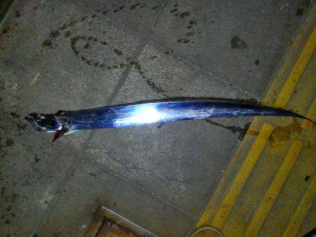 タチウオ遊び♪