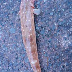 潮が変われど…