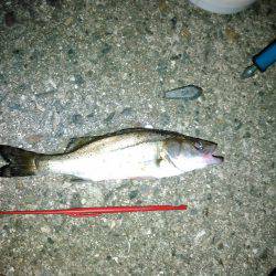 かもめ大橋とその付近にて