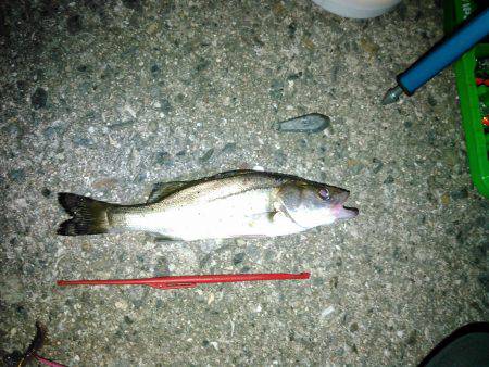 かもめ大橋とその付近にて