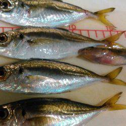 アジとマハゼと