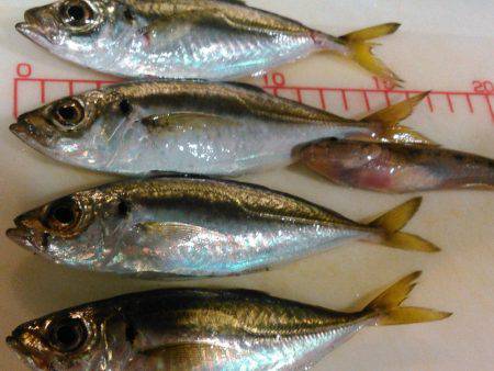 アジとマハゼと