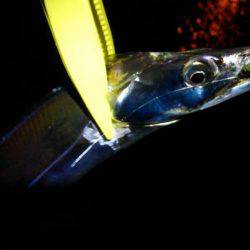 アジングdeタチウオ