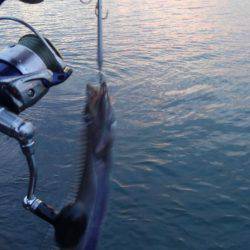 シーバス狙いでタチウオ