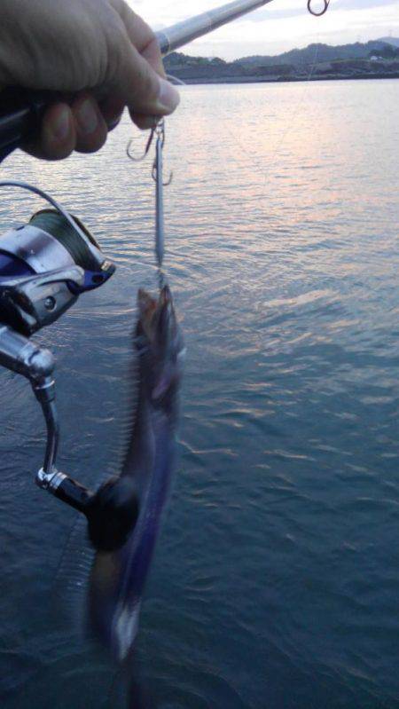 シーバス狙いでタチウオ