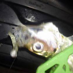 夕食アジンガー