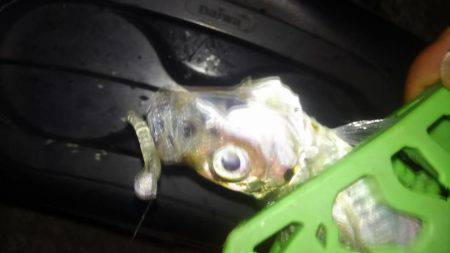 夕食アジンガー