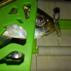 またもやワインド不発