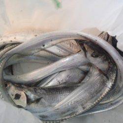 タチウオ好調ですが