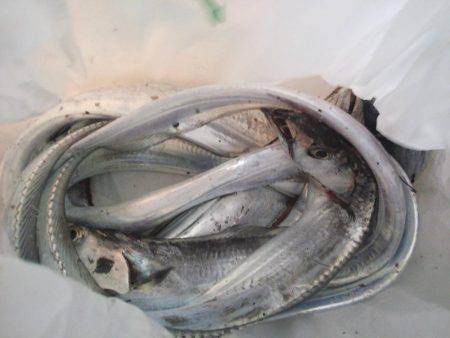 タチウオ好調ですが