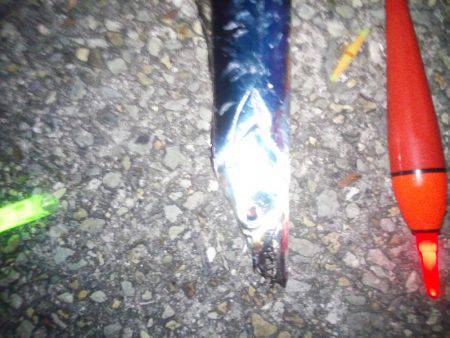 タチウオ浮き釣り