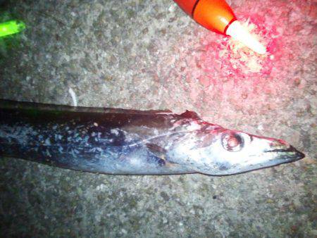 まだタチウオ好調です