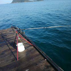 筏でアオリイカ