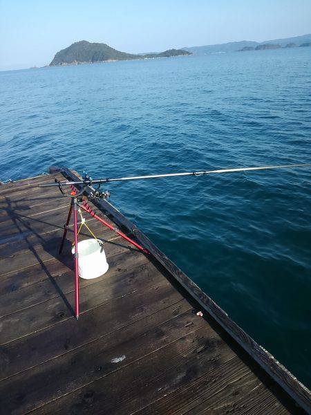 筏でアオリイカ