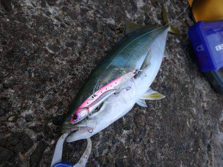 なんとかボウズ逃れ