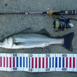 夕方の短時間釣行