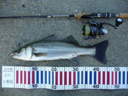 夕方の短時間釣行