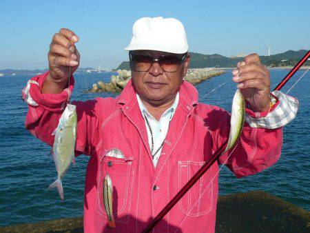 南淡へ落ちギス調査