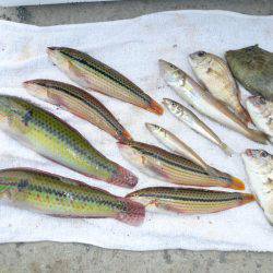 近場の明石港に釣行しました