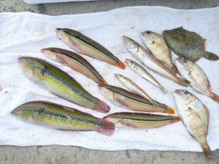 近場の明石港に釣行しました