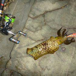 アオリイカ好調♪