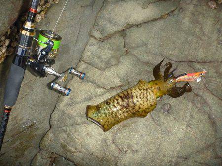 アオリイカ好調♪