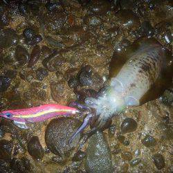 新規ポイントで。。。