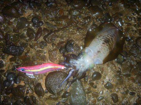 新規ポイントで。。。