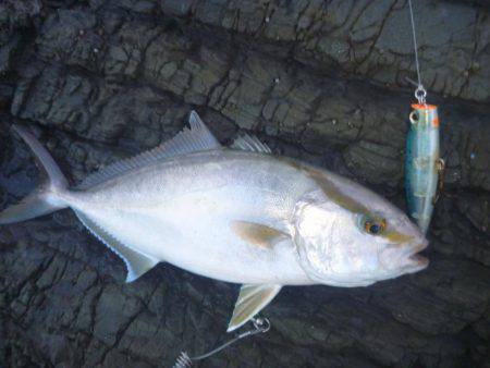 中紀青物プラッキング