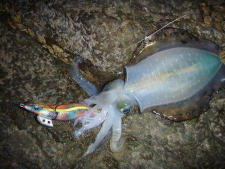 ナイトエギング