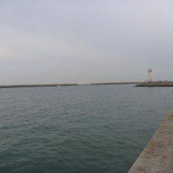 激渋タチウオ???