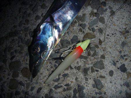 夕マズメタチウオ