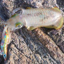 デイエギングでキロアップ♪