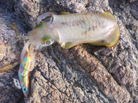 デイエギングでキロアップ♪