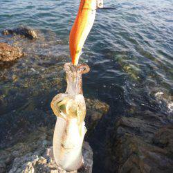 ナイトエギング