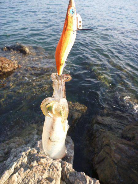 ナイトエギング