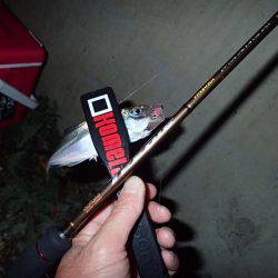 激濁りの舞洲アジング