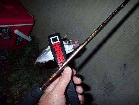 激濁りの舞洲アジング