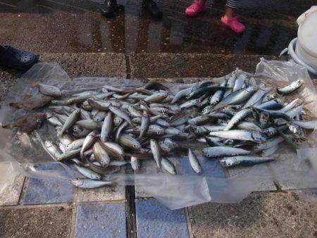 20cmのイワシが釣れます
