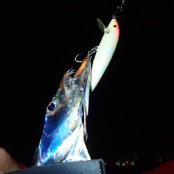 安定の太刀魚♪